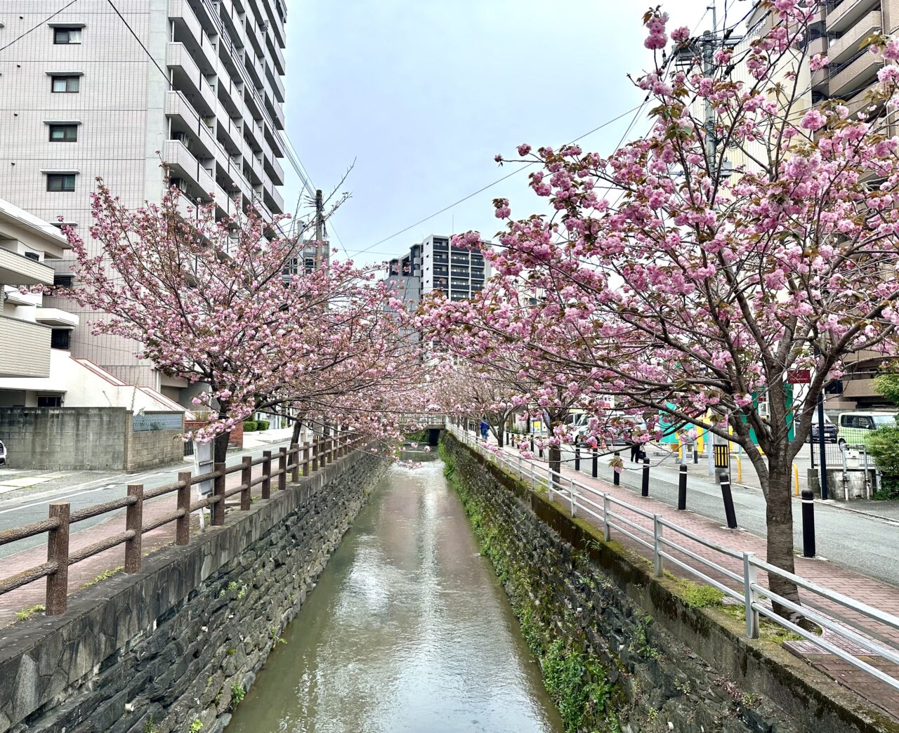 2026年池町川沿いの里桜（サトザクラ）
