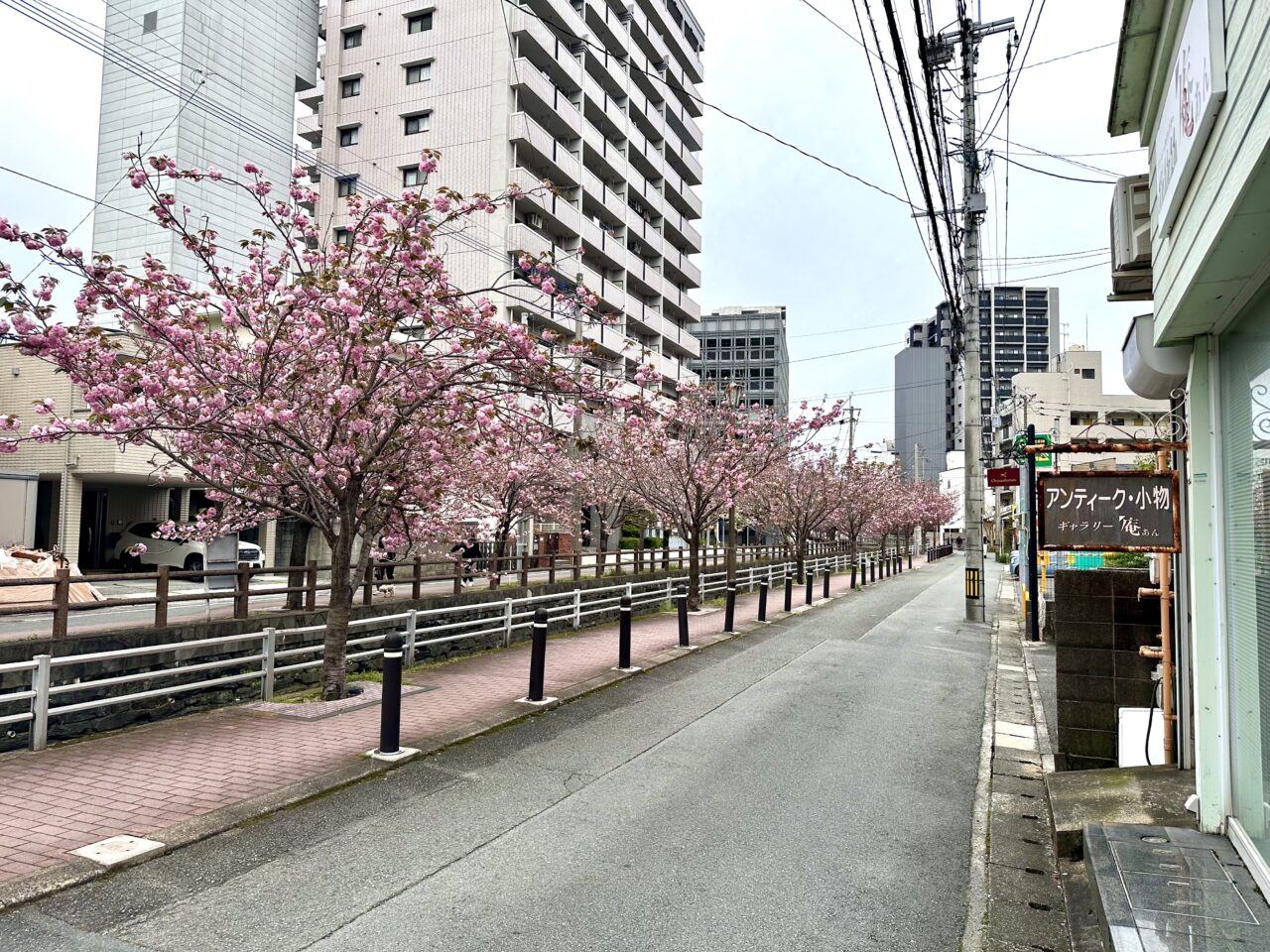 2026年池町川沿いの里桜（サトザクラ）