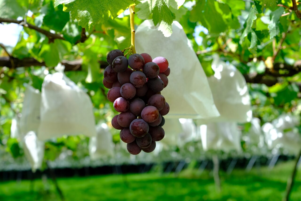 2026年KYOHO JAPAN株式会社