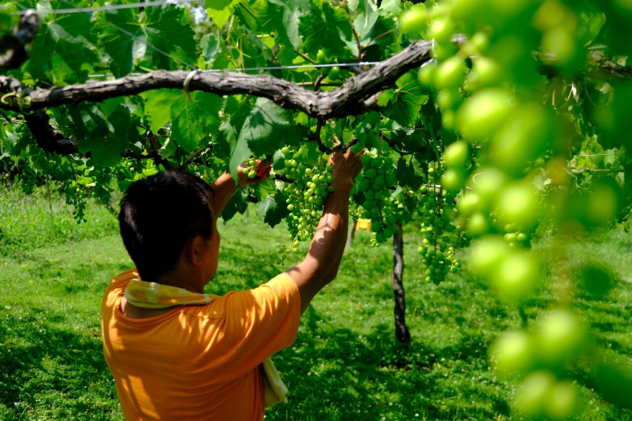 2026年KYOHO JAPAN株式会社