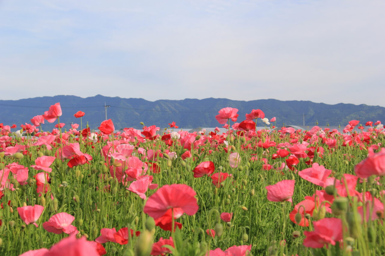 2026年あじさかポピー祭り
